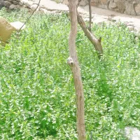 گزنه رایگان