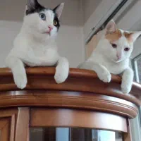 واگذاری حیوانات