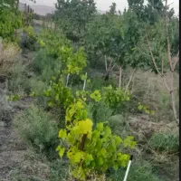 باغ شهر پارسیان جنب شهرک صنعتی نوآوران