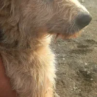 واگذاری اشپیتز تریر