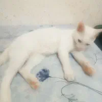 گربه|گربه|سمنان, |دیوار