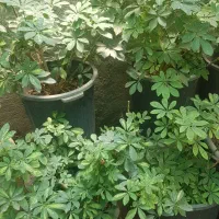 شفلرا سطل زباله