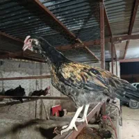 فروش تعدادی جوجه ی خروس گلین ۴ ماهه صحیح و سالم