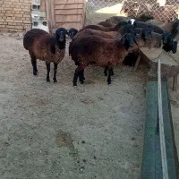 بره ماده