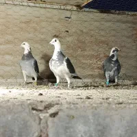 ماده پلاکی