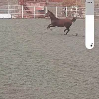 مادیون تروبرد ۱۰۰ ۶ساله|اسب و تجهیزات اسبسواری|کرج, گوهردشت|دیوار