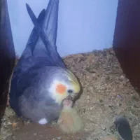 عروس هلندی گم شده