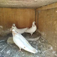 ۳ عدد ماهرو درجه یک