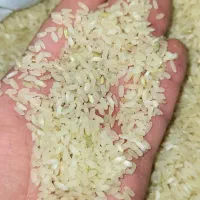 برنج کامفیروز