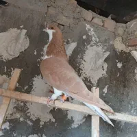 دوتا گبوتر پرشی فیلم پرش موجود|پرنده|الوند, |دیوار