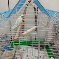 عروس هلندی نر و ماده همراه با قفس|پرنده|سردشت, |دیوار