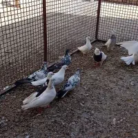 کبوترپرشی ورنگی|پرنده|ابهر, |دیوار