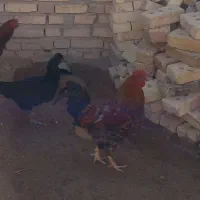 خروس|حیوانات مزرعه|بیجار, |دیوار