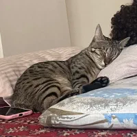 شمش