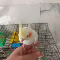 عروس هلندی|پرنده|اصفهان, فجر|دیوار