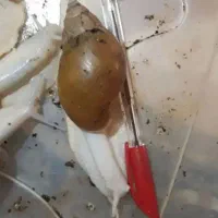 حلزون|خزنده|گناباد, |دیوار