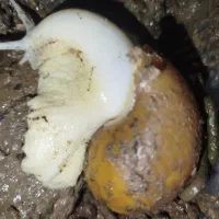 حلزون آلبینو