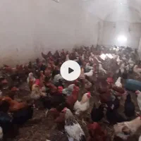 خروس‌گلپایگانی