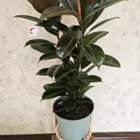 فروش انواع گل آپارتمانی(خانگی) قیمت مناسب|گل و گیاه طبیعی|اصفهان, خرم|دیوار