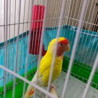 طوطی برزیلی نر سالم و خوشرنگ