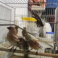 همه مدل سهره|پرنده|اندیشه, اندیشه فاز ۴|دیوار