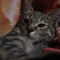 واگذاری گربه