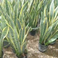 گل و گیاه آپارتمانی