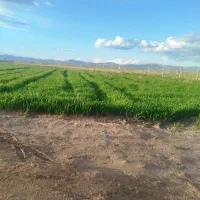 زمین کشاورزی