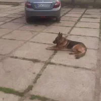 فروش ماشین دنا پلاس