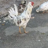 مرغ و خروس محلی و گلین لری اصیل|حیوانات مزرعه|مریوان, |دیوار