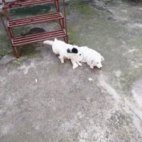 یک جفت توله سگ اشپیتز شش ماه|سگ|لولمان, |دیوار