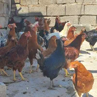 خروس نیمچه مرغ