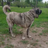 سگ سرابی. ماده