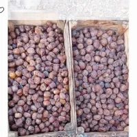 خرما برحی در شوش