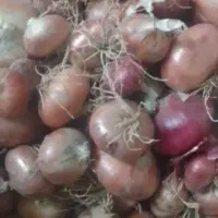 فروش پیاز محلی هوراند