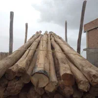 خرید چوب خشک و ضایعات باغی