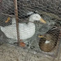 اردک فروشی