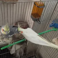 جفت عروسی هلندی سالم و سرحال|پرنده|مشهد, هنرور|دیوار
