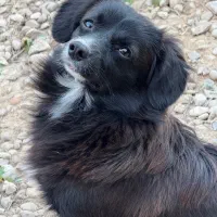 سگ نر ماده|سگ|بندر گناوه, |دیوار