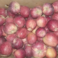 سیب قرمز درجه یک