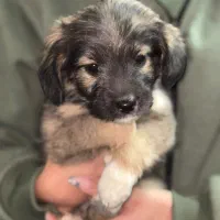 سگ پا کوتاه|سگ|گلپایگان, |دیوار