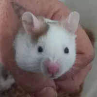 همستر نژادپشمالودست اموز رام|موش و خرگوش|رشت, استقامت ۲|دیوار