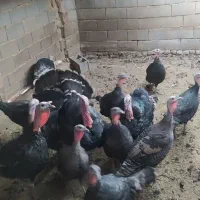 بوقلمون محلی جوان