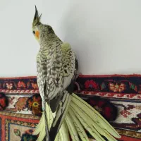 عروس هلندی گلباقالی|پرنده|شهر بابک, |دیوار