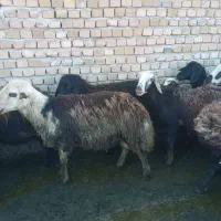 قوچ و میش بره