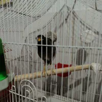 مرغ مینا افغان تقریبا۶ماهه|پرنده|کرمان, |دیوار