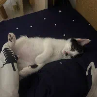 واگذاری فوری گربه قشنگم