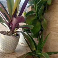 گل خانگی طبیعی|گل و گیاه طبیعی|زنجان, |دیوار