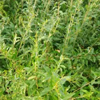 انار ریشه لخت عمده