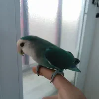 فروش فوری جفت کوتوله+ ارسال|پرنده|قائن, |دیوار